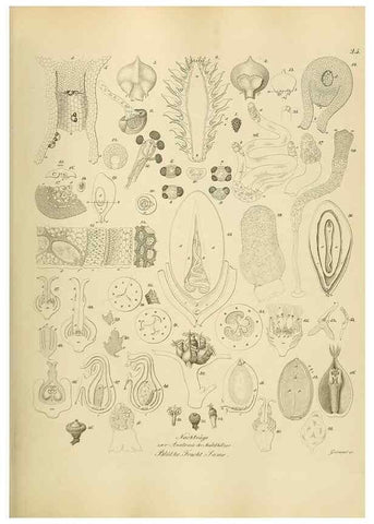 Reproducción/Reproduction 49298199038: Vollständige Naturgeschichte der forstlichen Culturpflanzen Deutschlands.. Berlin,A. Förstner'sche Verlagsbuchhandlung (P. Jeanrenaud)1851.. 