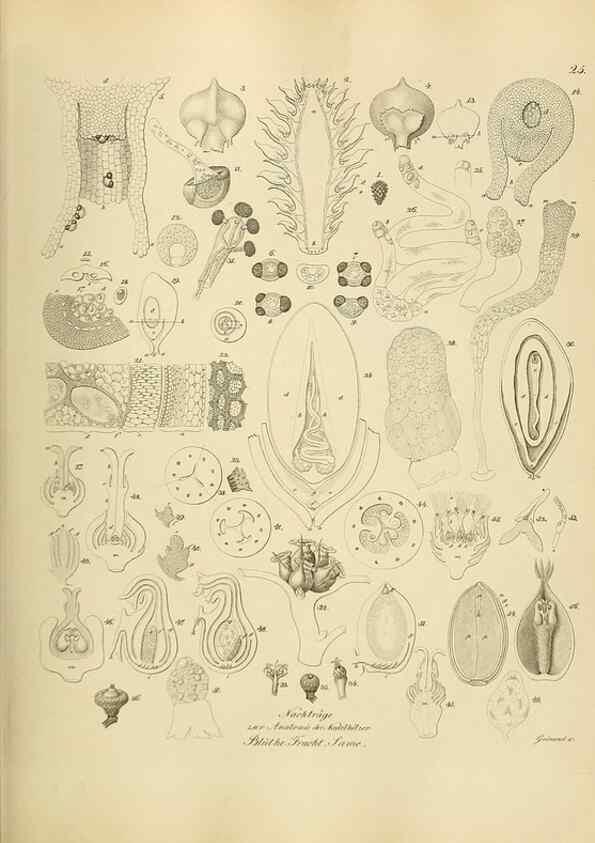 Reproducción/Reproduction 49298199038: Vollständige Naturgeschichte der forstlichen Culturpflanzen Deutschlands.. Berlin,A. Förstner'sche Verlagsbuchhandlung (P. Jeanrenaud)1851.. 