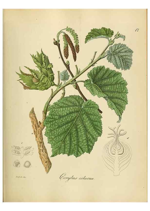 Reproducción/Reproduction 49298885692: Vollständige Naturgeschichte der forstlichen Culturpflanzen Deutschlands.. Berlin,A. Förstner'sche Verlagsbuchhandlung (P. Jeanrenaud)1851.. 
