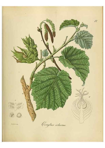 Reproducción/Reproduction 49298885692: Vollständige Naturgeschichte der forstlichen Culturpflanzen Deutschlands.. Berlin,A. Förstner'sche Verlagsbuchhandlung (P. Jeanrenaud)1851.. 