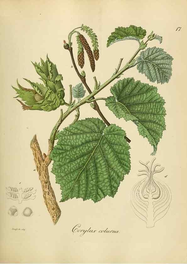 Reproducción/Reproduction 49298885692: Vollständige Naturgeschichte der forstlichen Culturpflanzen Deutschlands.. Berlin,A. Förstner'sche Verlagsbuchhandlung (P. Jeanrenaud)1851.. 