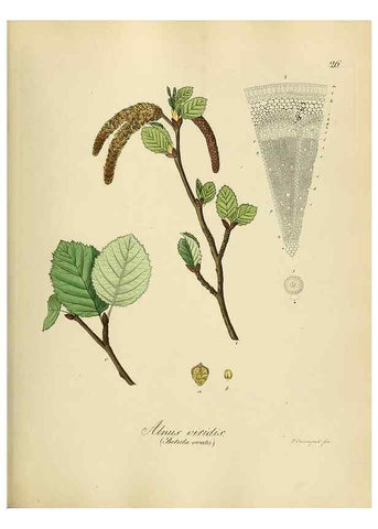 Reproducción/Reproduction 49298684191: Vollständige Naturgeschichte der forstlichen Culturpflanzen Deutschlands.. Berlin,A. Förstner'sche Verlagsbuchhandlung (P. Jeanrenaud)1851.. 
