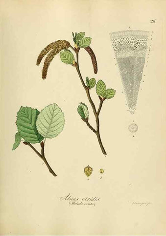 Reproducción/Reproduction 49298684191: Vollständige Naturgeschichte der forstlichen Culturpflanzen Deutschlands.. Berlin,A. Förstner'sche Verlagsbuchhandlung (P. Jeanrenaud)1851.. 