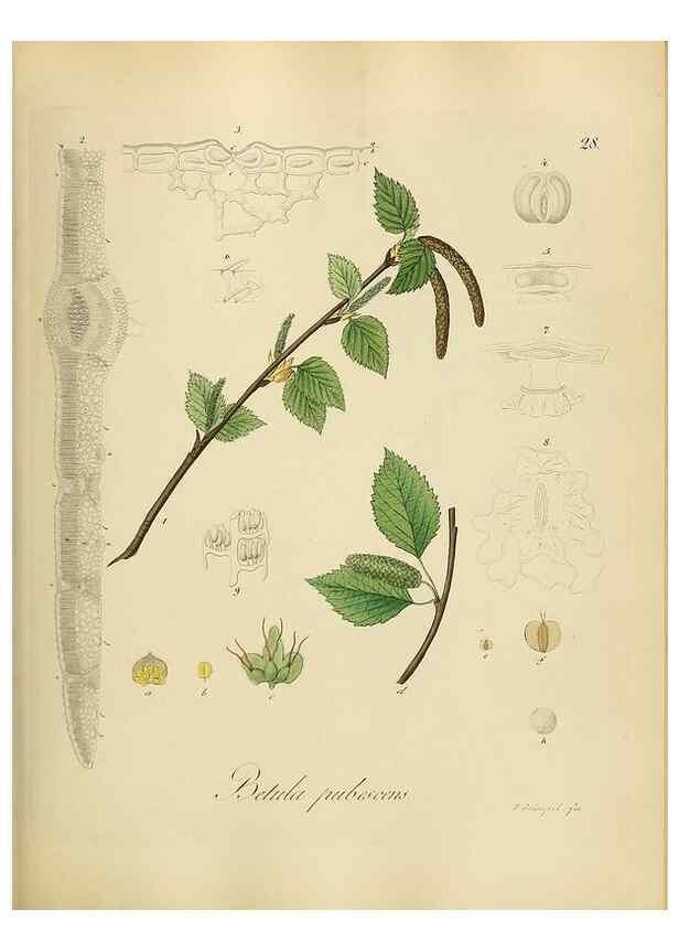 Reproducción/Reproduction 49298684591: Vollständige Naturgeschichte der forstlichen Culturpflanzen Deutschlands.. Berlin,A. Förstner'sche Verlagsbuchhandlung (P. Jeanrenaud)1851.. 