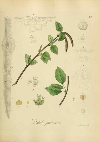 Reproducción/Reproduction 49298684591: Vollständige Naturgeschichte der forstlichen Culturpflanzen Deutschlands.. Berlin,A. Förstner'sche Verlagsbuchhandlung (P. Jeanrenaud)1851.. 