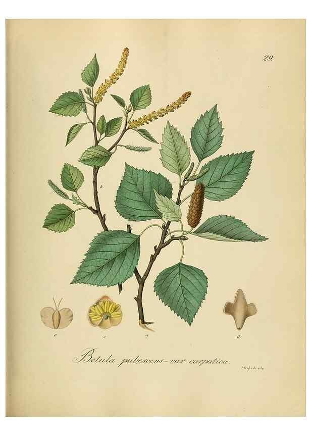 Reproducción/Reproduction 49298684821: Vollständige Naturgeschichte der forstlichen Culturpflanzen Deutschlands.. Berlin,A. Förstner'sche Verlagsbuchhandlung (P. Jeanrenaud)1851.. 