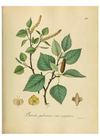 Reproducción/Reproduction 49298684821: Vollständige Naturgeschichte der forstlichen Culturpflanzen Deutschlands.. Berlin,A. Förstner'sche Verlagsbuchhandlung (P. Jeanrenaud)1851.. 