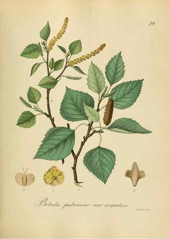 Reproducción/Reproduction 49298684821: Vollständige Naturgeschichte der forstlichen Culturpflanzen Deutschlands.. Berlin,A. Förstner'sche Verlagsbuchhandlung (P. Jeanrenaud)1851.. 