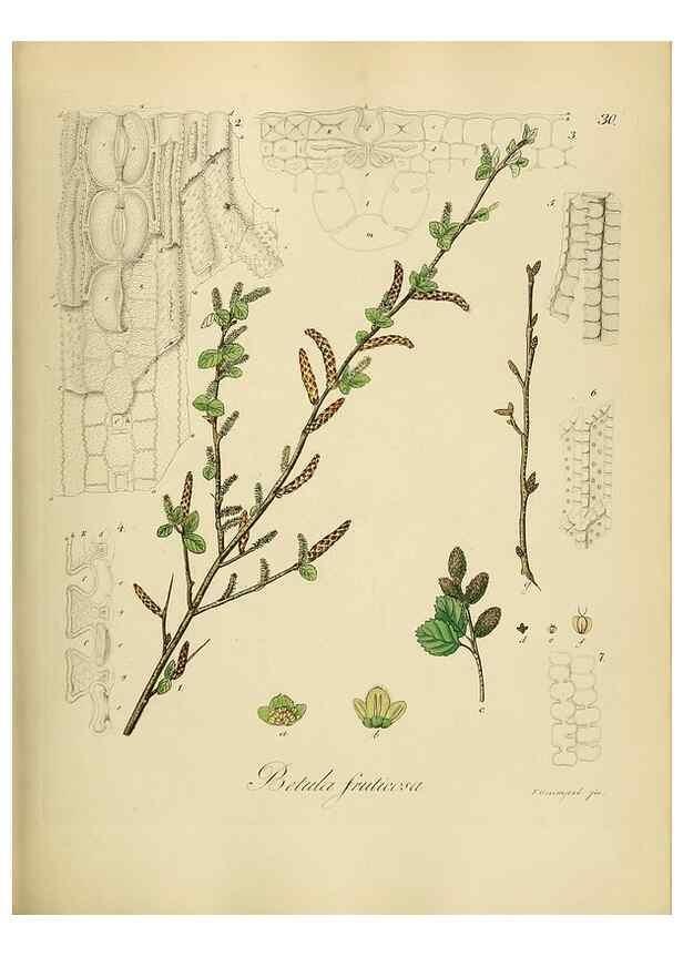 Reproducción/Reproduction 49298200248: Vollständige Naturgeschichte der forstlichen Culturpflanzen Deutschlands.. Berlin,A. Förstner'sche Verlagsbuchhandlung (P. Jeanrenaud)1851.. 