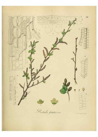 Reproducción/Reproduction 49298200248: Vollständige Naturgeschichte der forstlichen Culturpflanzen Deutschlands.. Berlin,A. Förstner'sche Verlagsbuchhandlung (P. Jeanrenaud)1851.. 