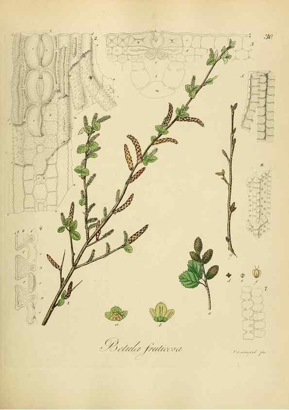 Reproducción/Reproduction 49298200248: Vollständige Naturgeschichte der forstlichen Culturpflanzen Deutschlands.. Berlin,A. Förstner'sche Verlagsbuchhandlung (P. Jeanrenaud)1851.. 