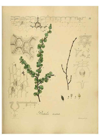 Reproducción/Reproduction 49298888682: Vollständige Naturgeschichte der forstlichen Culturpflanzen Deutschlands.. Berlin,A. Förstner'sche Verlagsbuchhandlung (P. Jeanrenaud)1851.. 