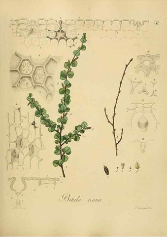 Reproducción/Reproduction 49298888682: Vollständige Naturgeschichte der forstlichen Culturpflanzen Deutschlands.. Berlin,A. Förstner'sche Verlagsbuchhandlung (P. Jeanrenaud)1851.. 