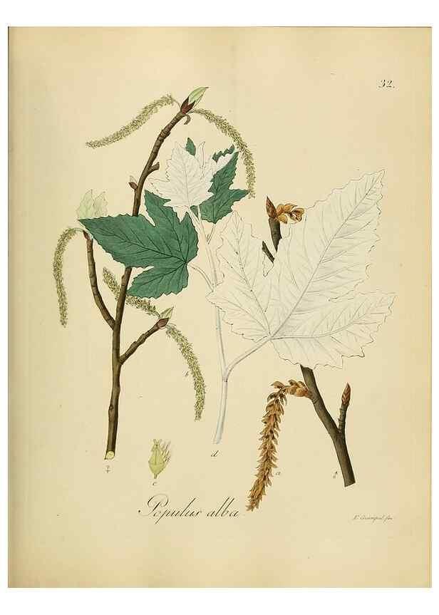 Reproducción/Reproduction 49298685551: Vollständige Naturgeschichte der forstlichen Culturpflanzen Deutschlands.. Berlin,A. Förstner'sche Verlagsbuchhandlung (P. Jeanrenaud)1851.. 