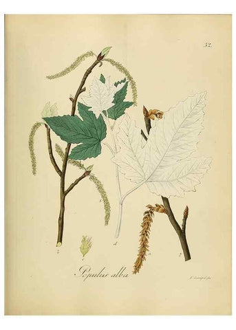 Reproducción/Reproduction 49298685551: Vollständige Naturgeschichte der forstlichen Culturpflanzen Deutschlands.. Berlin,A. Förstner'sche Verlagsbuchhandlung (P. Jeanrenaud)1851.. 