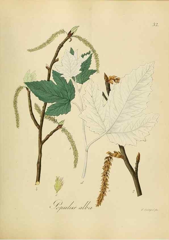 Reproducción/Reproduction 49298685551: Vollständige Naturgeschichte der forstlichen Culturpflanzen Deutschlands.. Berlin,A. Förstner'sche Verlagsbuchhandlung (P. Jeanrenaud)1851.. 