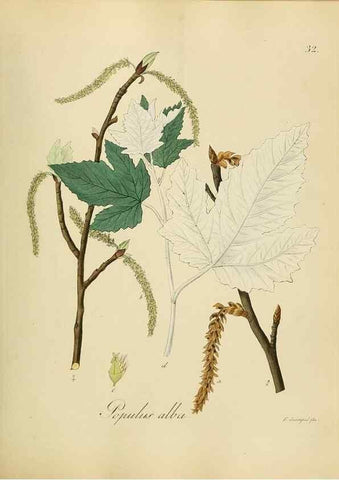 Reproducción/Reproduction 49298685551: Vollständige Naturgeschichte der forstlichen Culturpflanzen Deutschlands.. Berlin,A. Förstner'sche Verlagsbuchhandlung (P. Jeanrenaud)1851.. 