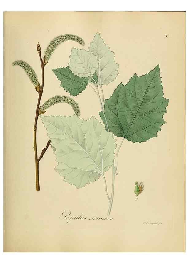 Reproducción/Reproduction 49298685746: Vollständige Naturgeschichte der forstlichen Culturpflanzen Deutschlands.. Berlin,A. Förstner'sche Verlagsbuchhandlung (P. Jeanrenaud)1851.. 
