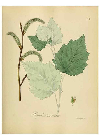 Reproducción/Reproduction 49298685746: Vollständige Naturgeschichte der forstlichen Culturpflanzen Deutschlands.. Berlin,A. Förstner'sche Verlagsbuchhandlung (P. Jeanrenaud)1851.. 