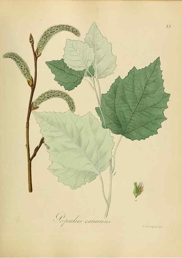 Reproducción/Reproduction 49298685746: Vollständige Naturgeschichte der forstlichen Culturpflanzen Deutschlands.. Berlin,A. Förstner'sche Verlagsbuchhandlung (P. Jeanrenaud)1851.. 