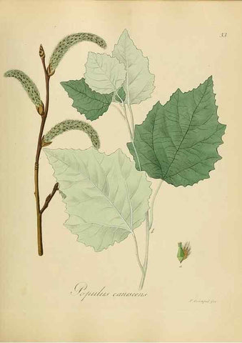 Reproducción/Reproduction 49298685746: Vollständige Naturgeschichte der forstlichen Culturpflanzen Deutschlands.. Berlin,A. Förstner'sche Verlagsbuchhandlung (P. Jeanrenaud)1851.. 