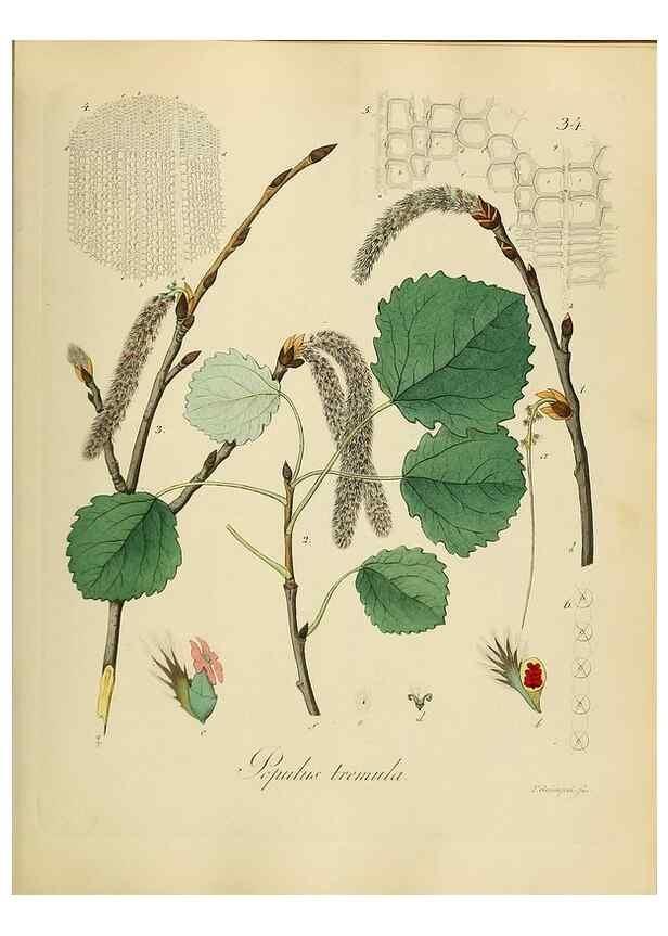 Reproducción/Reproduction 49298889312: Vollständige Naturgeschichte der forstlichen Culturpflanzen Deutschlands.. Berlin,A. Förstner'sche Verlagsbuchhandlung (P. Jeanrenaud)1851.. 
