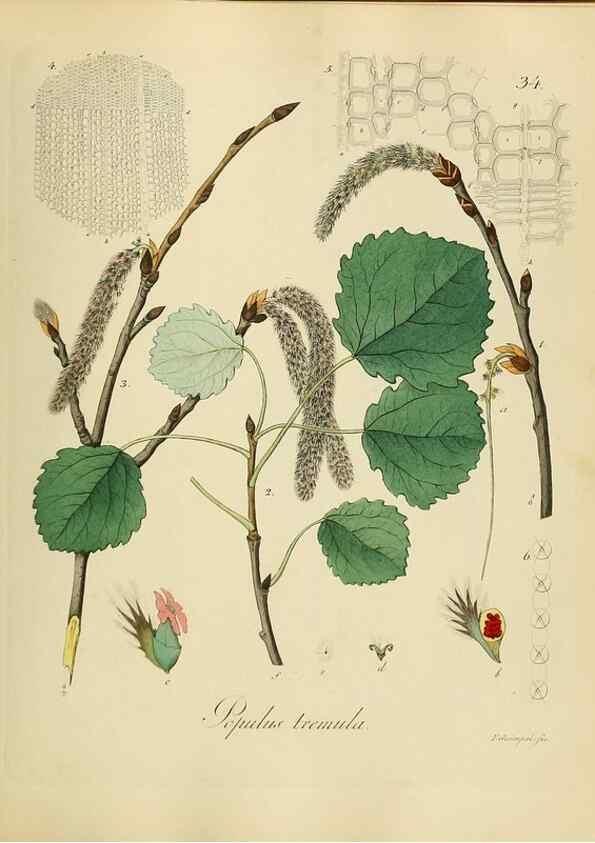 Reproducción/Reproduction 49298889312: Vollständige Naturgeschichte der forstlichen Culturpflanzen Deutschlands.. Berlin,A. Förstner'sche Verlagsbuchhandlung (P. Jeanrenaud)1851.. 