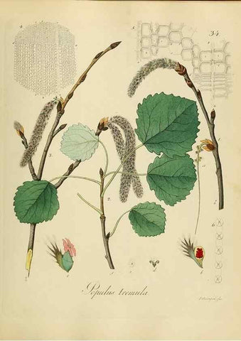 Reproducción/Reproduction 49298889312: Vollständige Naturgeschichte der forstlichen Culturpflanzen Deutschlands.. Berlin,A. Förstner'sche Verlagsbuchhandlung (P. Jeanrenaud)1851.. 