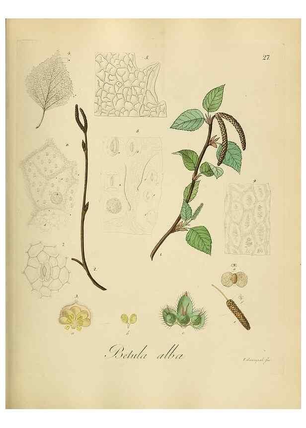 Reproducción/Reproduction 49298684391: Vollständige Naturgeschichte der forstlichen Culturpflanzen Deutschlands.. Berlin,A. Förstner'sche Verlagsbuchhandlung (P. Jeanrenaud)1851.. 