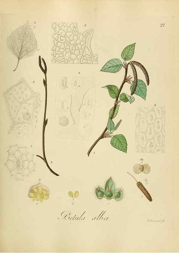 Reproducción/Reproduction 49298684391: Vollständige Naturgeschichte der forstlichen Culturpflanzen Deutschlands.. Berlin,A. Förstner'sche Verlagsbuchhandlung (P. Jeanrenaud)1851.. 