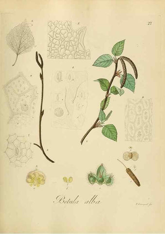 Reproducción/Reproduction 49298684391: Vollständige Naturgeschichte der forstlichen Culturpflanzen Deutschlands.. Berlin,A. Förstner'sche Verlagsbuchhandlung (P. Jeanrenaud)1851.. 
