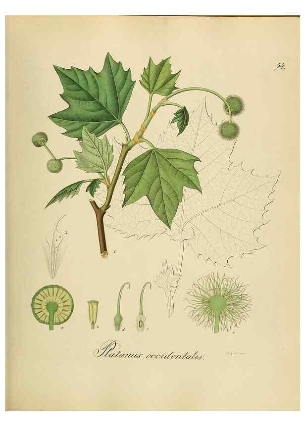 Reproducción/Reproduction 49298893482: Vollständige Naturgeschichte der forstlichen Culturpflanzen Deutschlands.. Berlin,A. Förstner'sche Verlagsbuchhandlung (P. Jeanrenaud)1851.. 