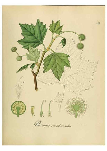 Reproducción/Reproduction 49298893482: Vollständige Naturgeschichte der forstlichen Culturpflanzen Deutschlands.. Berlin,A. Förstner'sche Verlagsbuchhandlung (P. Jeanrenaud)1851.. 