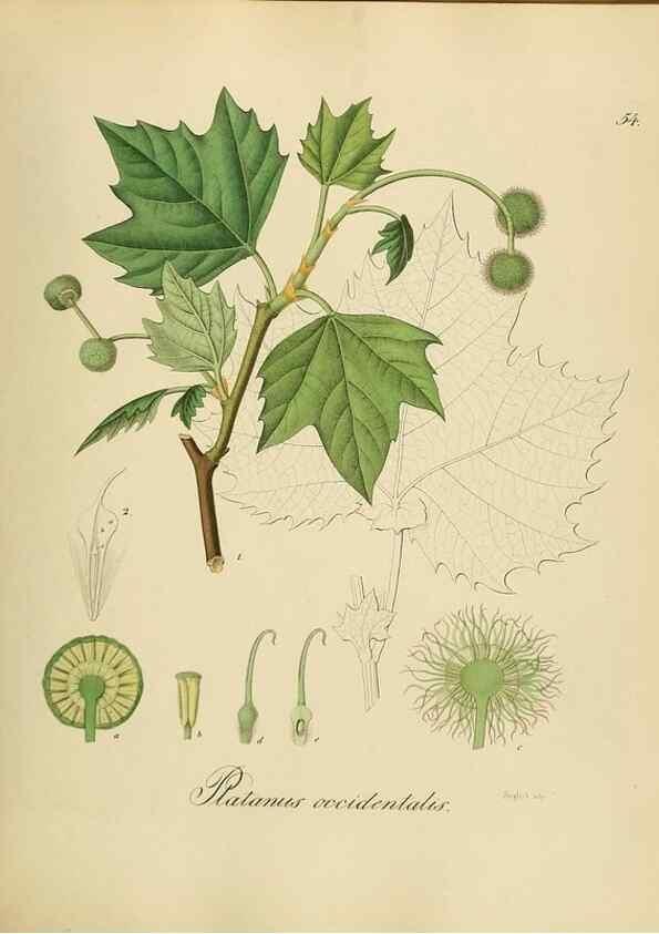 Reproducción/Reproduction 49298893482: Vollständige Naturgeschichte der forstlichen Culturpflanzen Deutschlands.. Berlin,A. Förstner'sche Verlagsbuchhandlung (P. Jeanrenaud)1851.. 