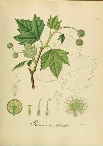 Reproducción/Reproduction 49298893482: Vollständige Naturgeschichte der forstlichen Culturpflanzen Deutschlands.. Berlin,A. Förstner'sche Verlagsbuchhandlung (P. Jeanrenaud)1851.. 