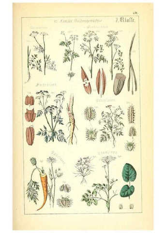 Reproducción/Reproduction 49269044753: Populäre Botanik. Stuttgart,Krais & Hoffmann,1857.. 