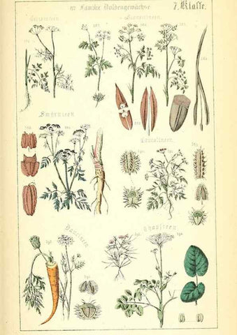 Reproducción/Reproduction 49269044753: Populäre Botanik. Stuttgart,Krais & Hoffmann,1857.. 