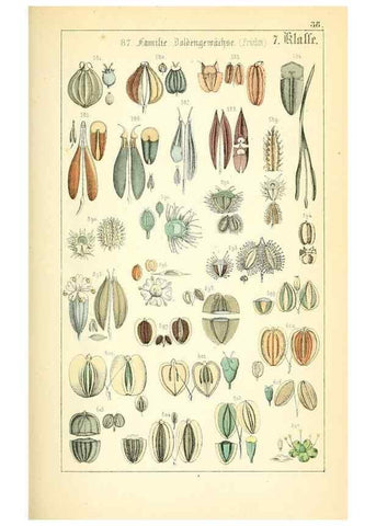 Reproducción/Reproduction 49269505446: Populäre Botanik. Stuttgart,Krais & Hoffmann,1857.. 