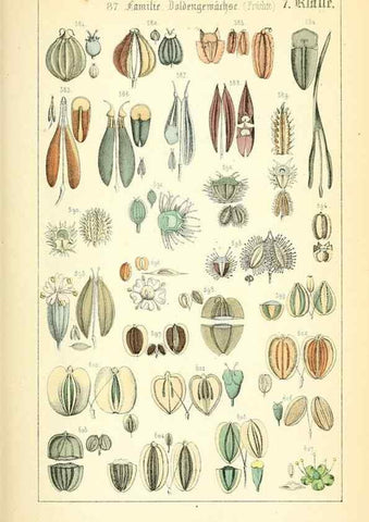 Reproducción/Reproduction 49269505446: Populäre Botanik. Stuttgart,Krais & Hoffmann,1857.. 
