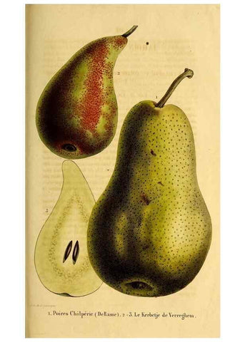 Reproducción/Reproduction 49268887443: Belgique horticole.. Liége.. 