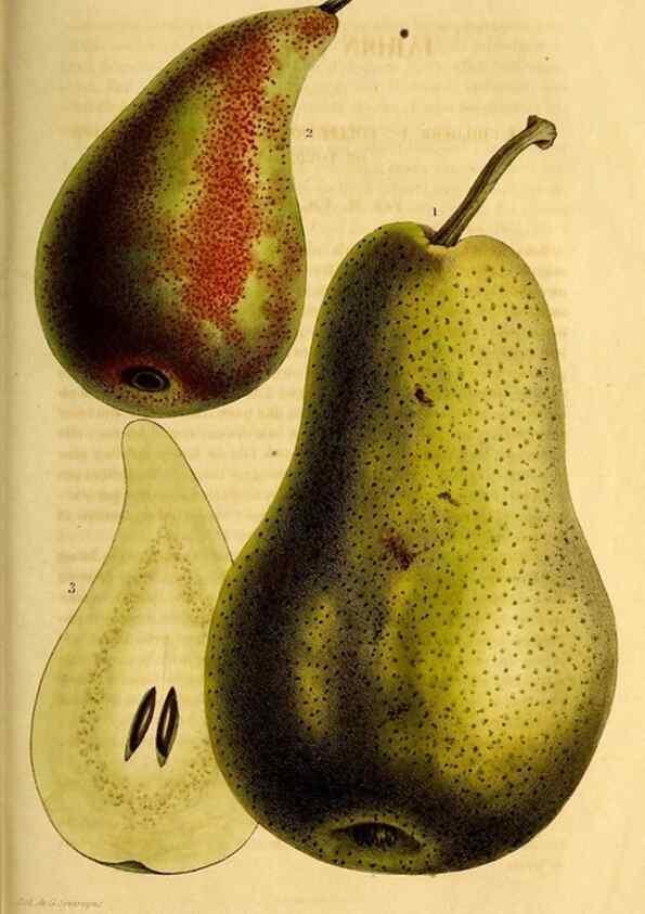 Reproducción/Reproduction 49268887443: Belgique horticole.. Liége.. 