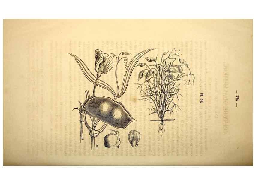 Reproducción/Reproduction 49269348076: Belgique horticole.. Liége.. 