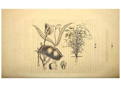 Reproducción/Reproduction 49269348076: Belgique horticole.. Liége.. 