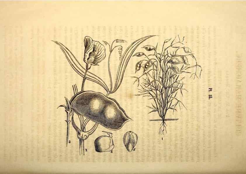 Reproducción/Reproduction 49269348076: Belgique horticole.. Liége.. 
