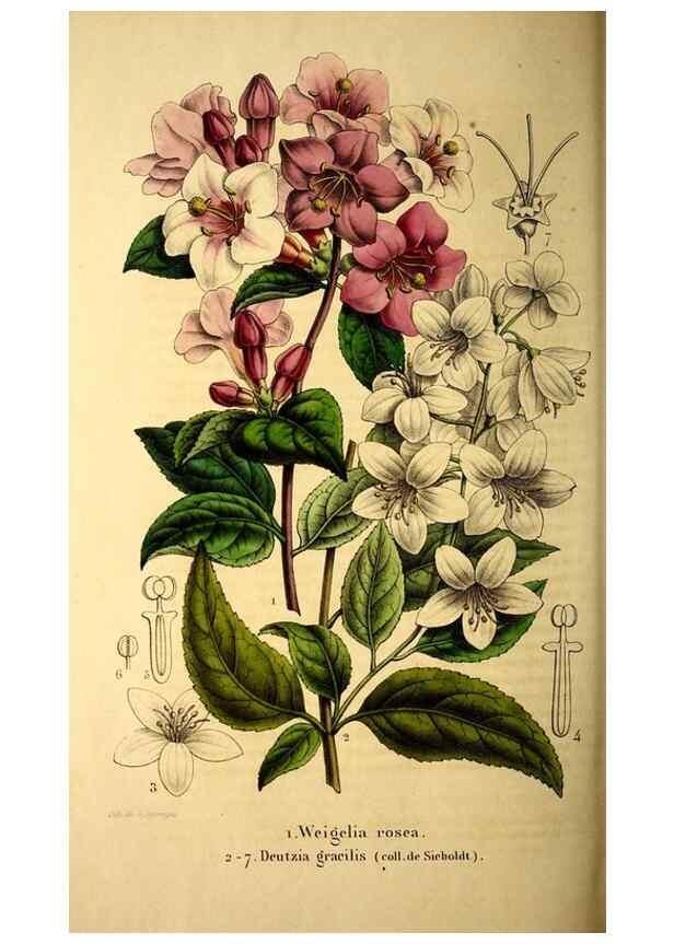 Reproducción/Reproduction 49269548732: Belgique horticole.. Liége.. 