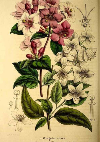 Reproducción/Reproduction 49269548732: Belgique horticole.. Liége.. 