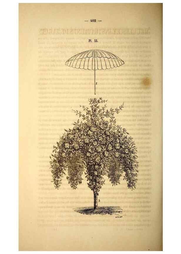 Reproducción/Reproduction 49269348711: Belgique horticole.. Liége.. 