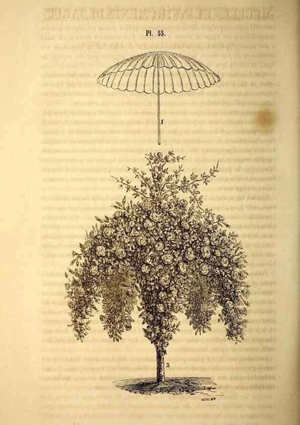 Reproducción/Reproduction 49269348711: Belgique horticole.. Liége.. 