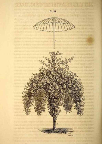 Reproducción/Reproduction 49269348711: Belgique horticole.. Liége.. 