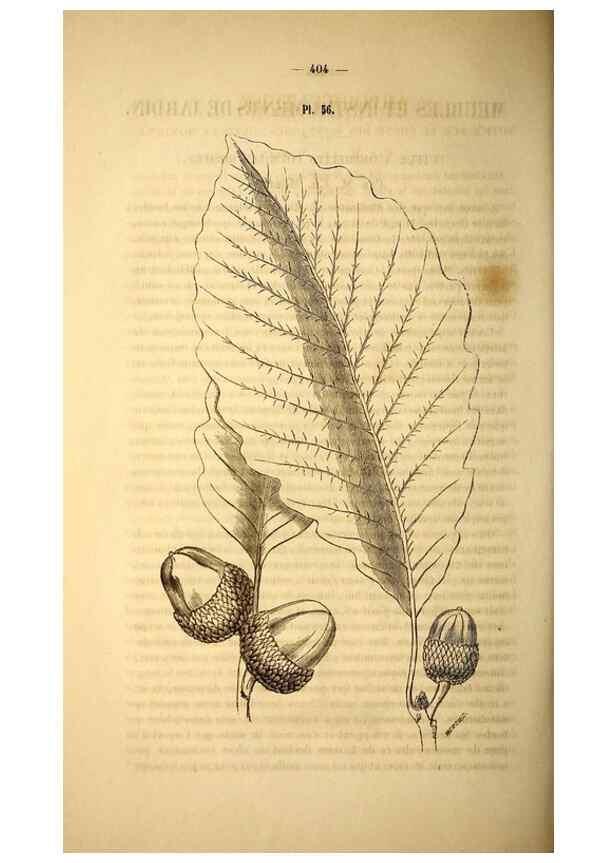 Reproducción/Reproduction 49268888518: Belgique horticole.. Liége.. 